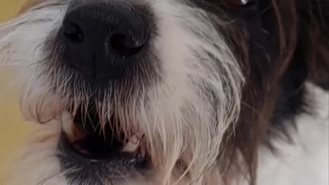 Jack Russell loves to howl with her human