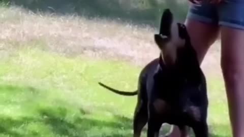 Funny animals