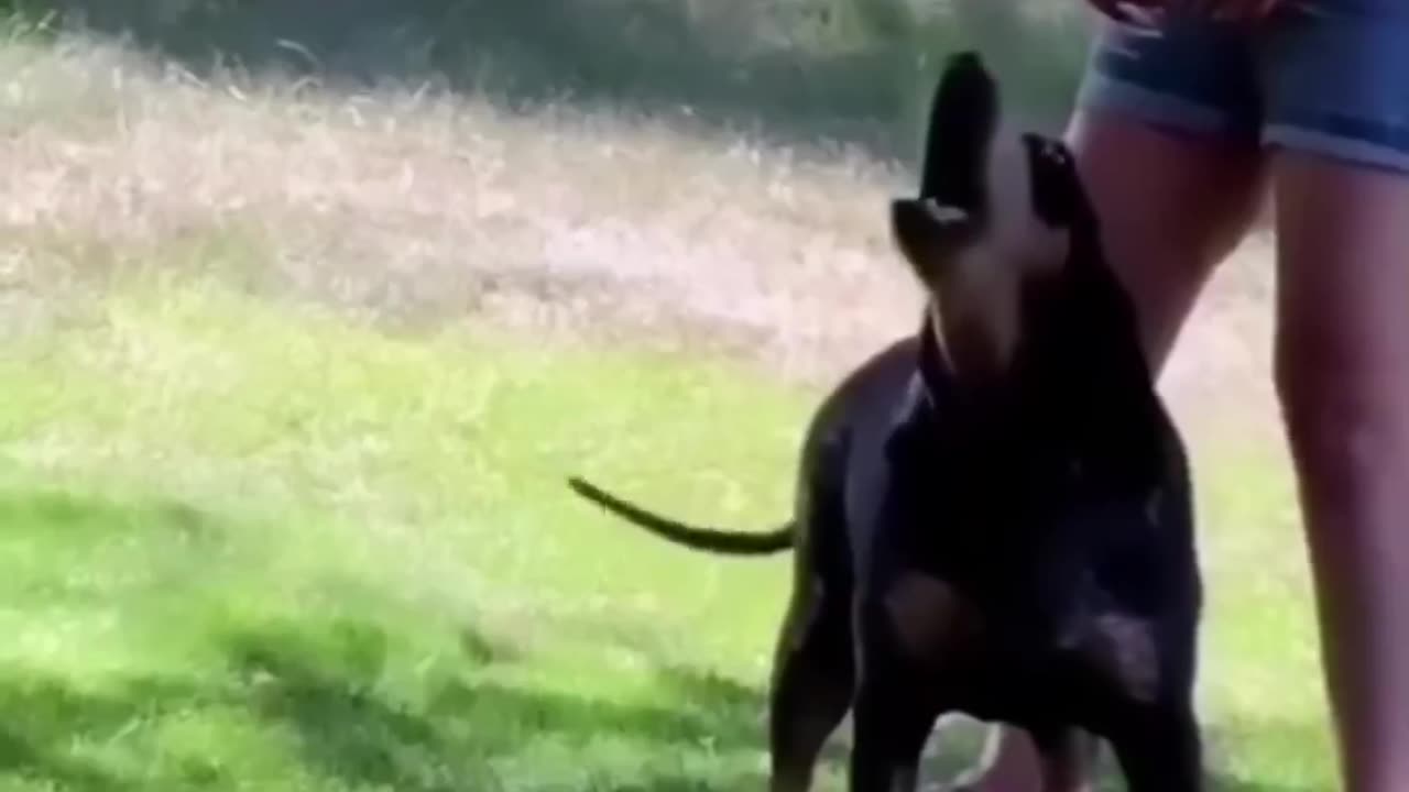 Funny animals