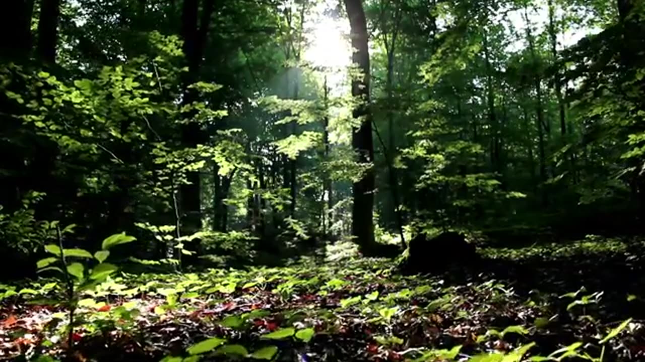 video play back (2) Beauty relax nature