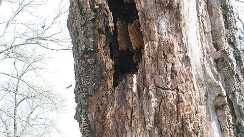 Honey bees in a dead tree