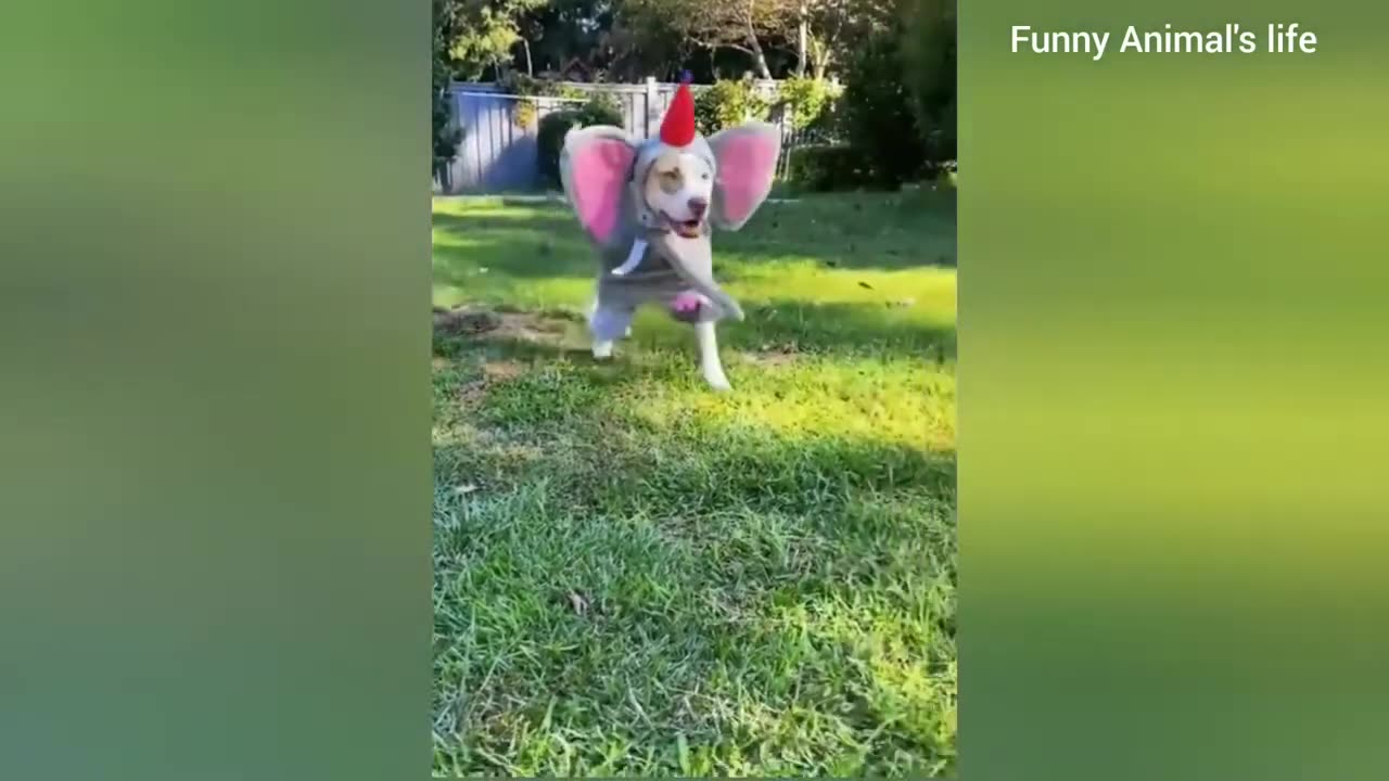 Funniest Animals 2024😂 Funny Cats and Dogs 🐱🐶 | Funny Animal Videos 2024