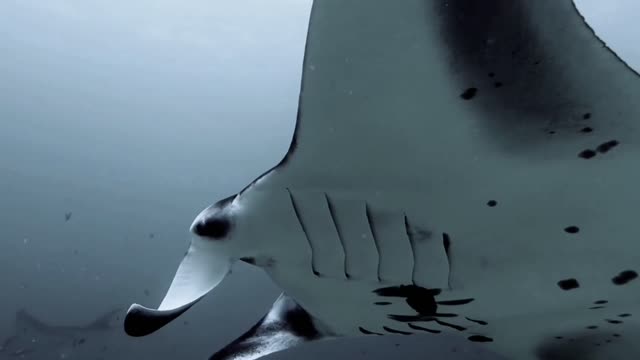Diving With Manta Rays In The Maldives | Blue O Two And Master Liveaboards