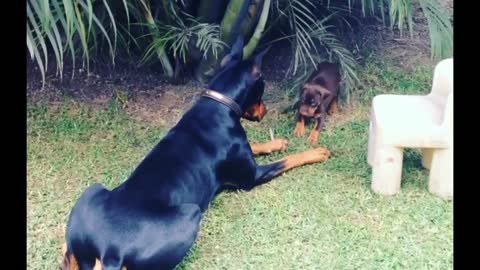 Little puppy takes on bigger Doberman dog