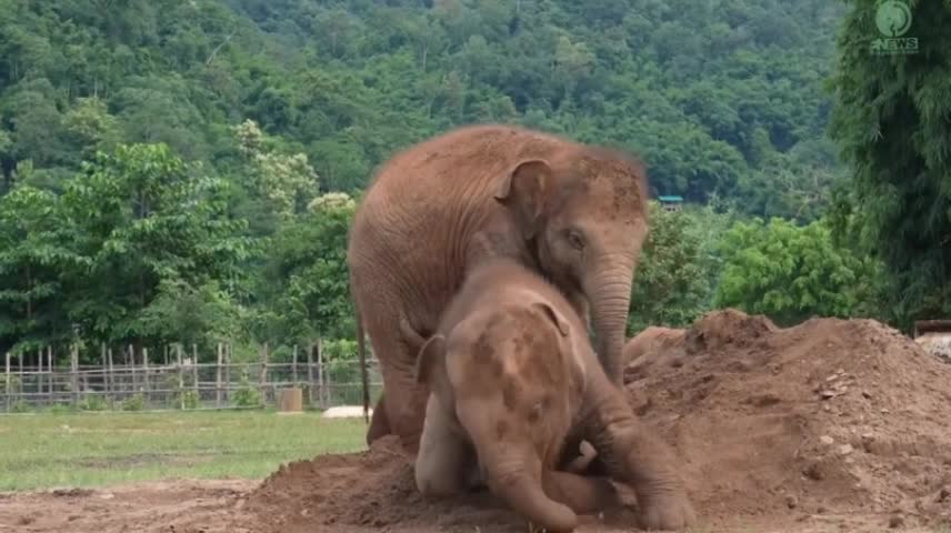 Cute Baby Elephant Pyi Mai Doesn't Want Her Playmate Take A Nap