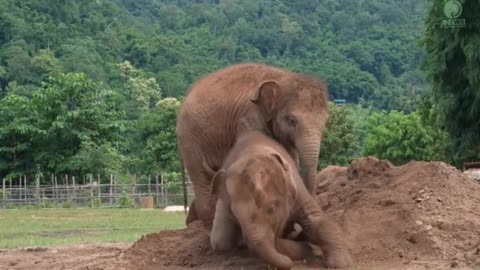 Cute Baby Elephant Pyi Mai Doesn't Want Her Playmate Take A Nap