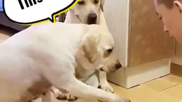 Funny dog video with playing woner