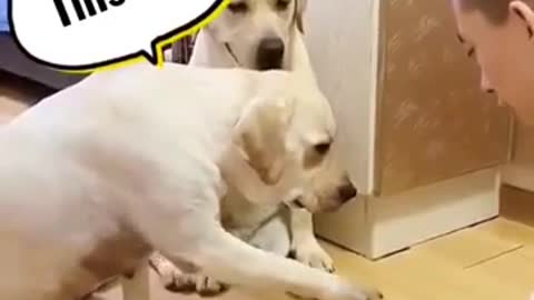 Funny dog video with playing woner