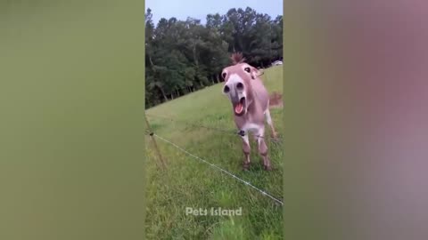 Funny dogs reaction.moments