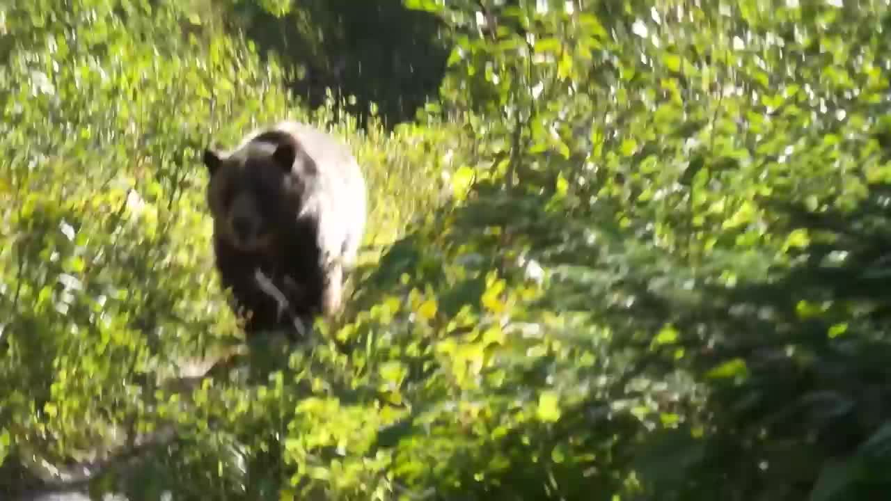 Grizzly Bear Encounter Aug 2016 Montana Glacier National Park