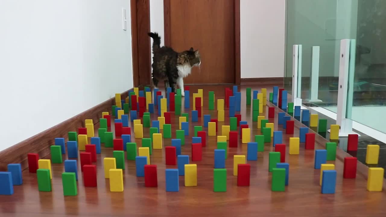 Obstacle Challenge CAT vs DOG