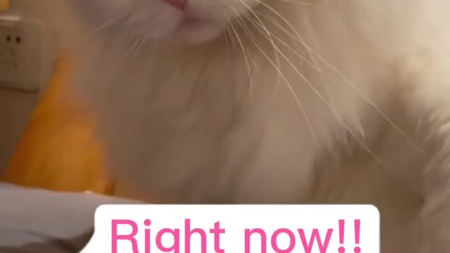 funny and special cat 😋😋😋