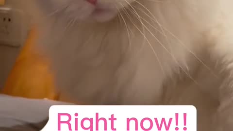 funny and special cat 😋😋😋
