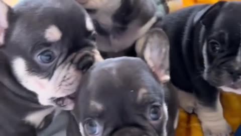 Black puppies 🤩🤣