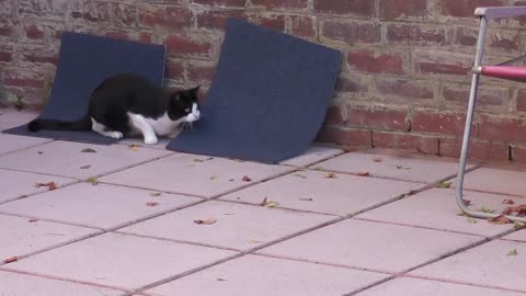 Cat humorously shakes head and butt before pounce