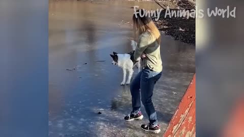 Funniest Dogs And Cats Videos 😁 - Best Funny Animal Videos 2023 🥰