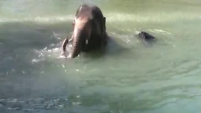 Elephant Playing in Water