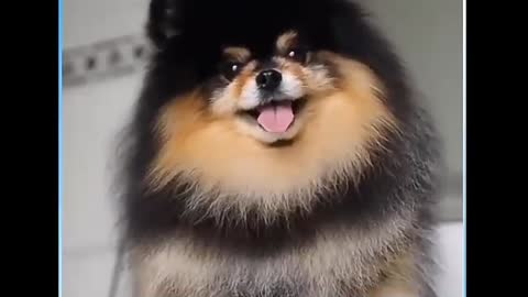 Happy Fun Cute Animal Video Footage