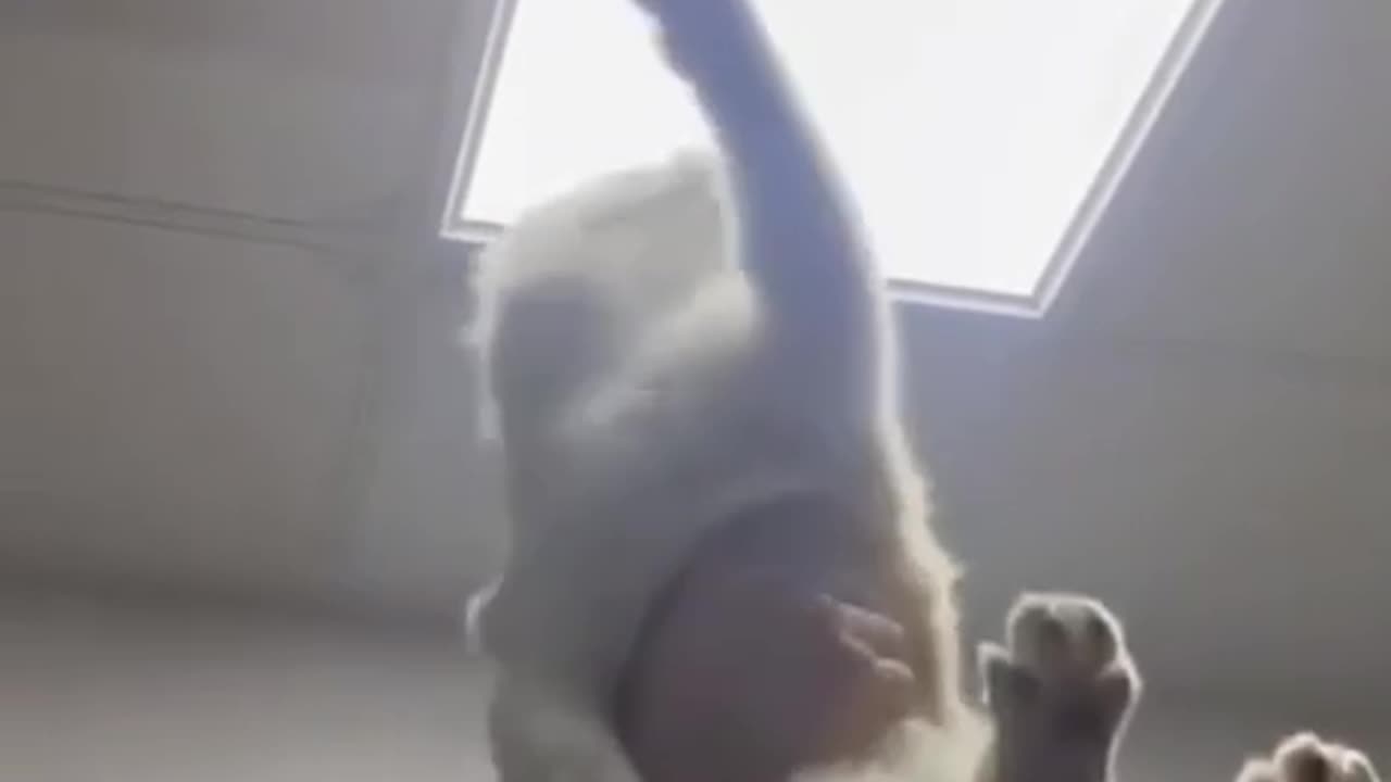 funny clip