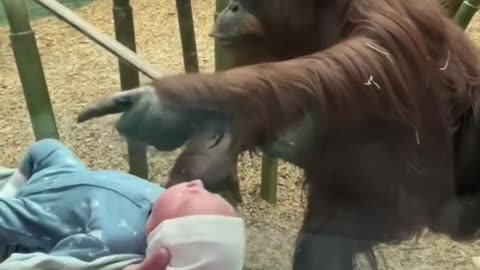 The Orangutan wanted to see my baby