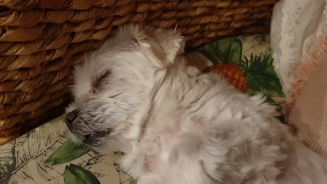 Tired Dog snores loudly on his chair.