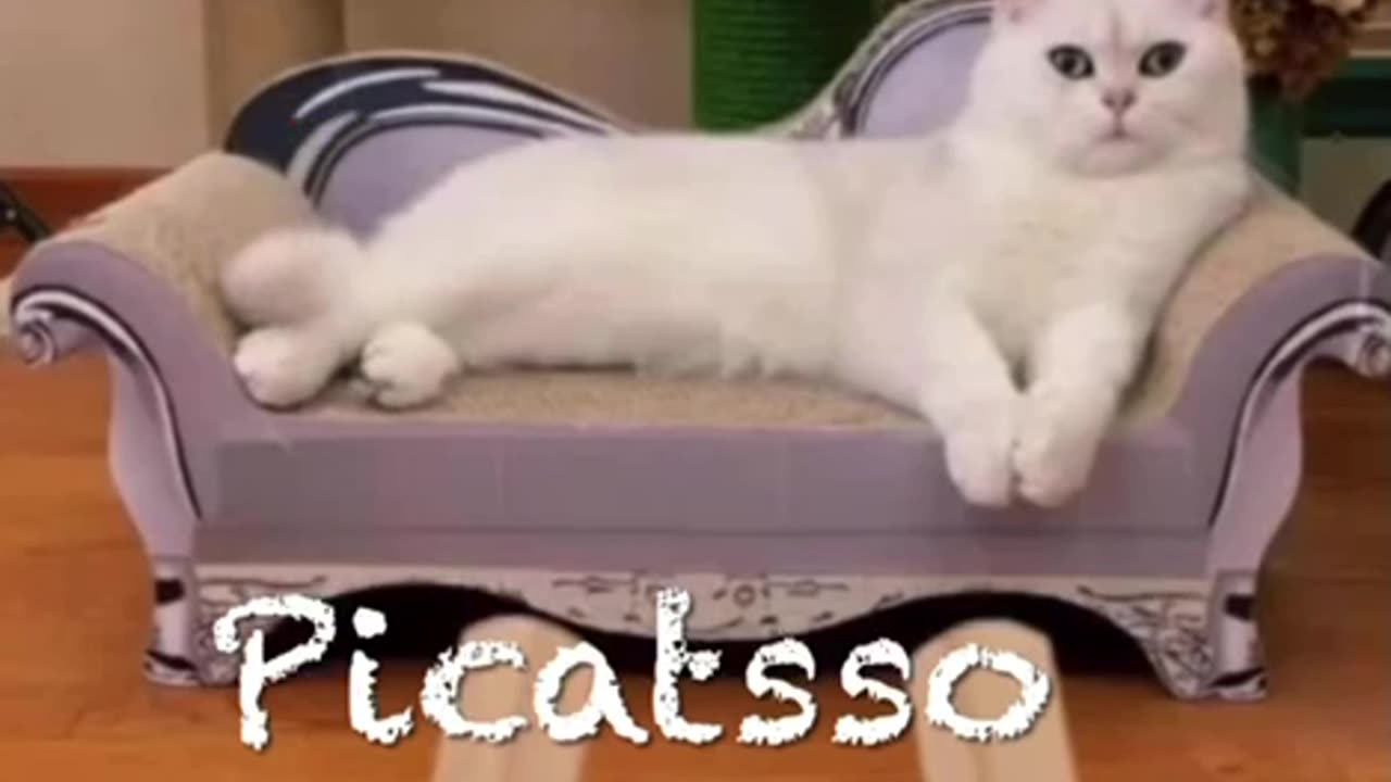 Picatso