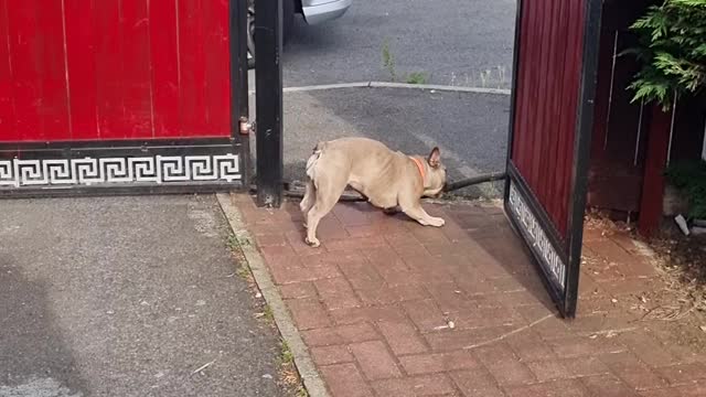 Frenchie Finds a Way to Fit Stick