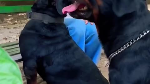 Rottweiler dog viral