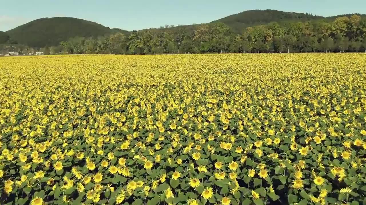 Amazing nature Beautiful blooming flower time lapse.