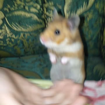 Cutest hamster of my life