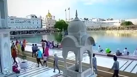 shampy entertainment video