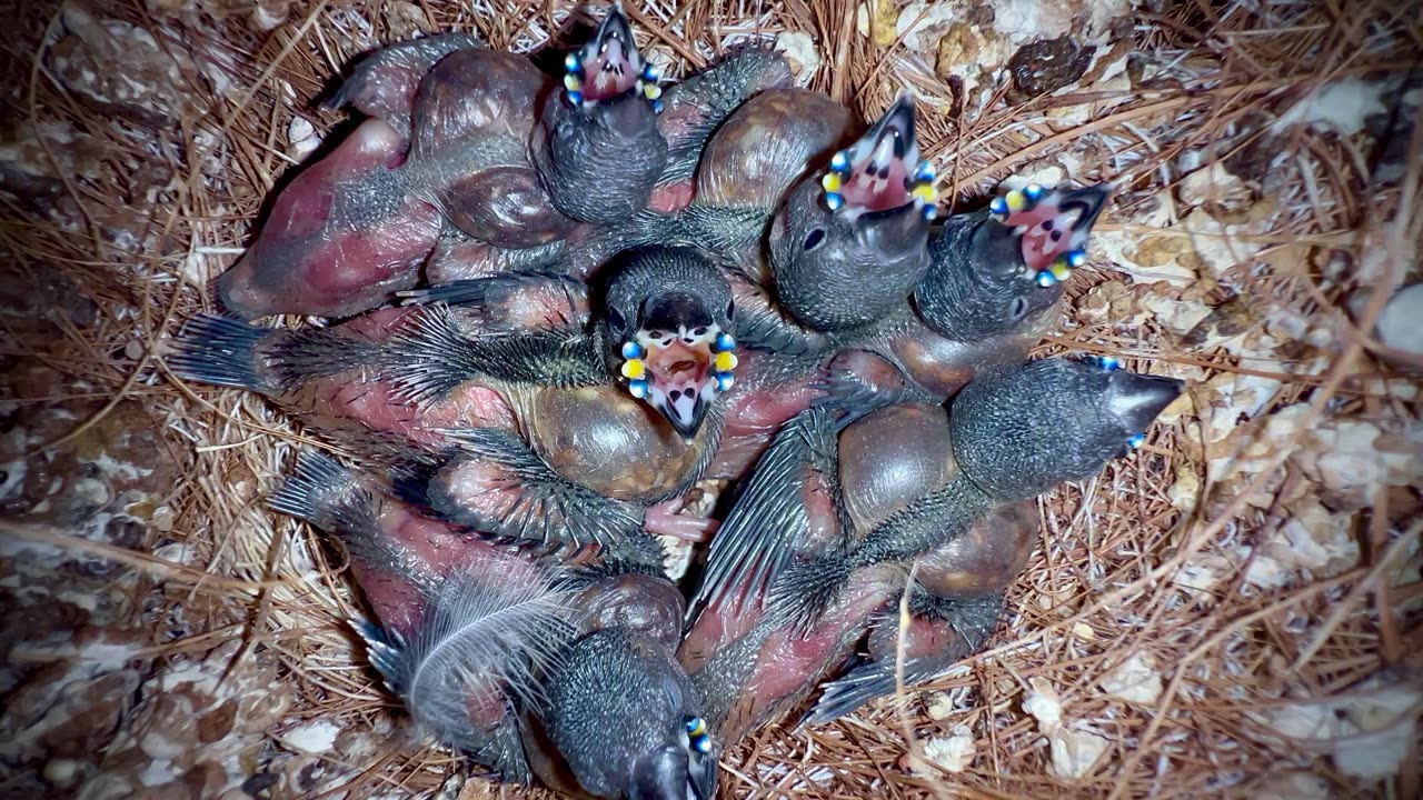 Baby demogorgs - gouldian finches chicks in nest