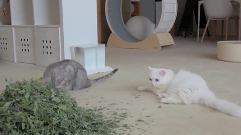 Catnip Room of Danger! | Kittisaurus