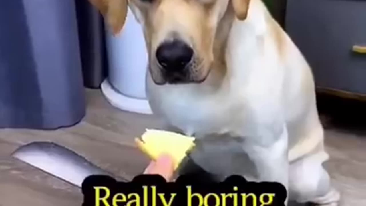 funny dogs video