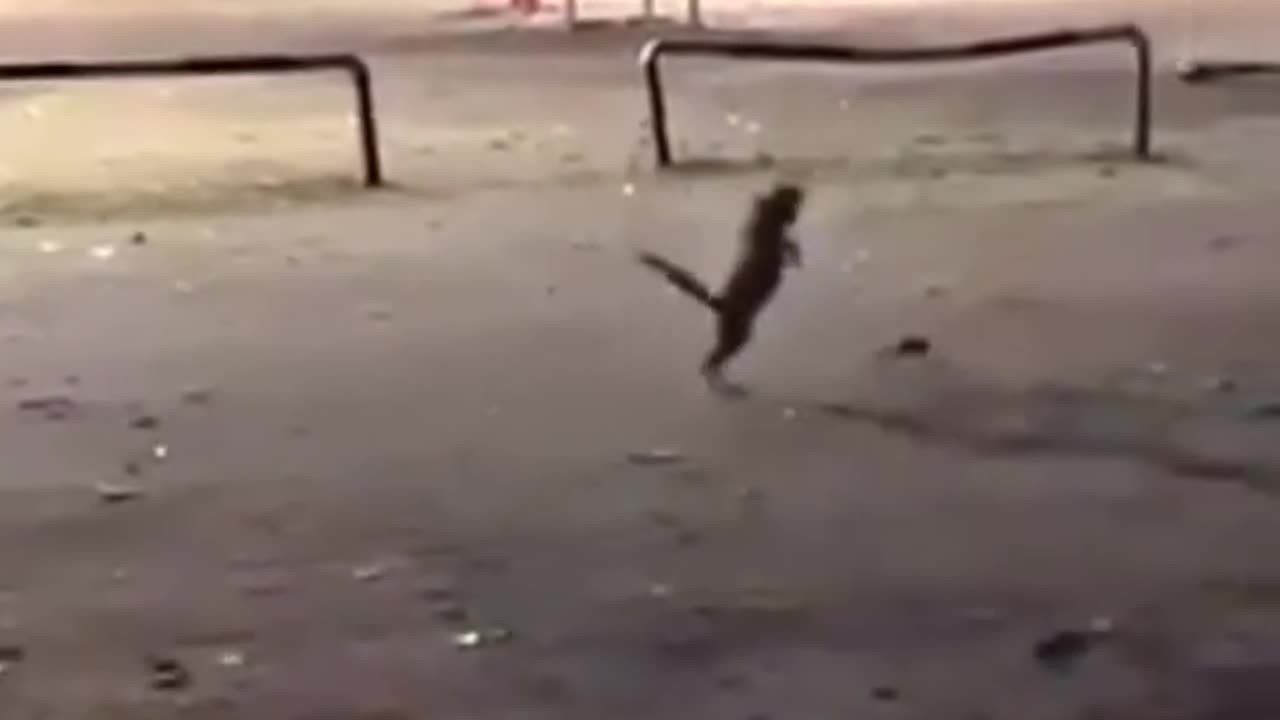 Frog cat
