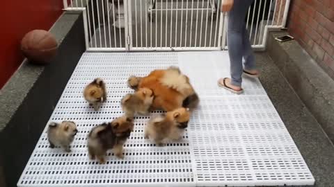 Hanscamille Pomeranians