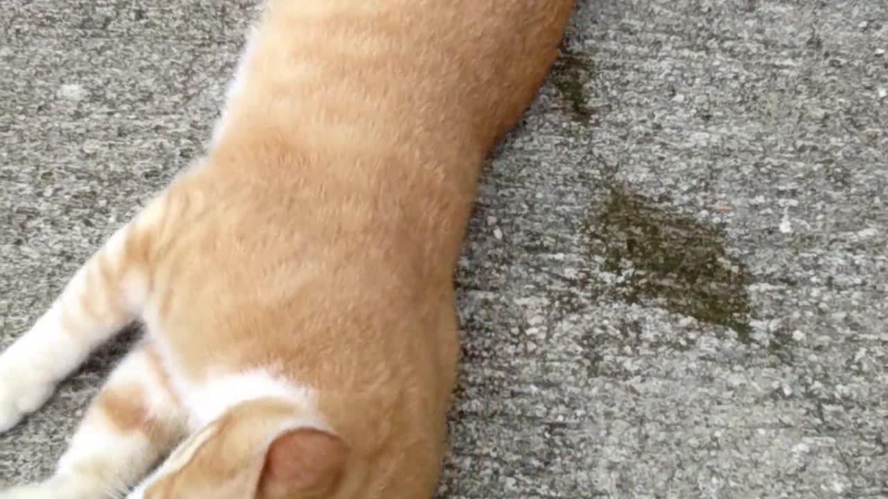 Adorable Cat Rolling on the Floor and Stretching Its Paws!