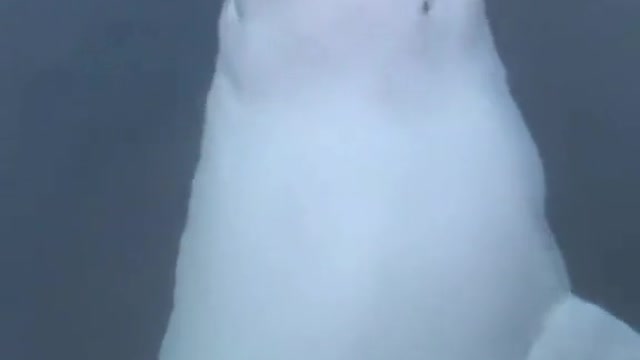 Belugas are amazing 🤩 🌊