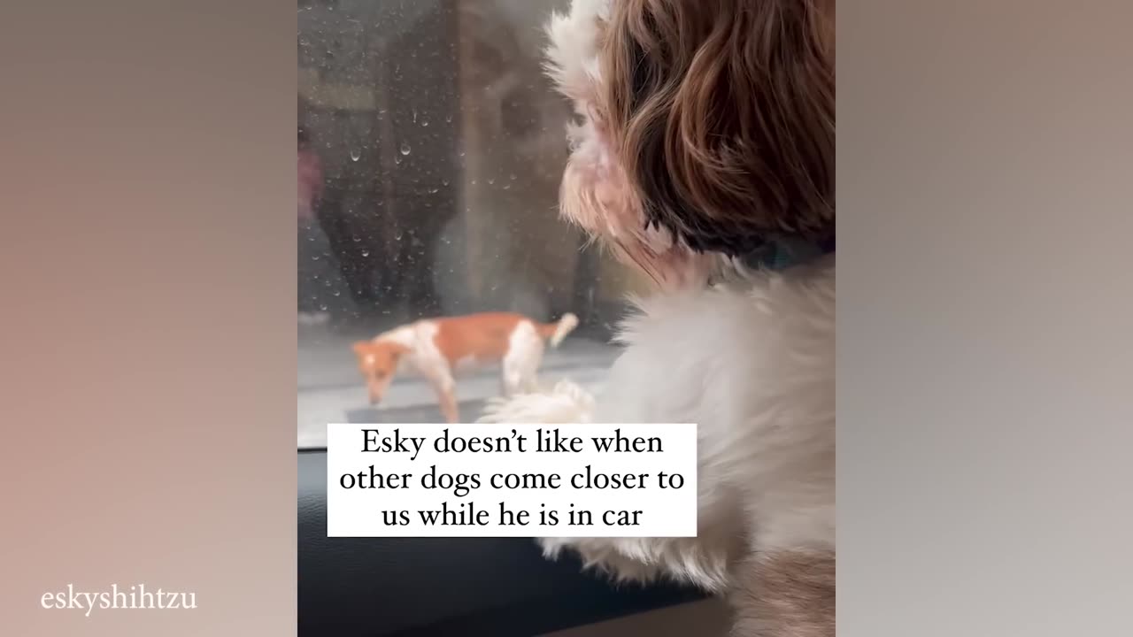 best dog funny animal compilation 2023