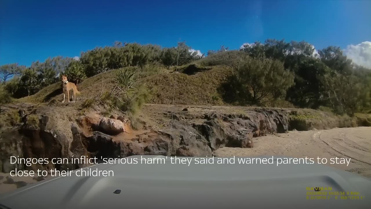 Australia Dingo bites sunbathing tourist n Queensland