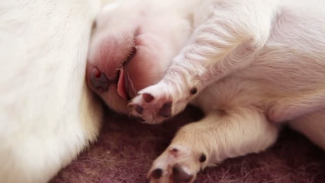 Sleeping newborn puppy golden retriever