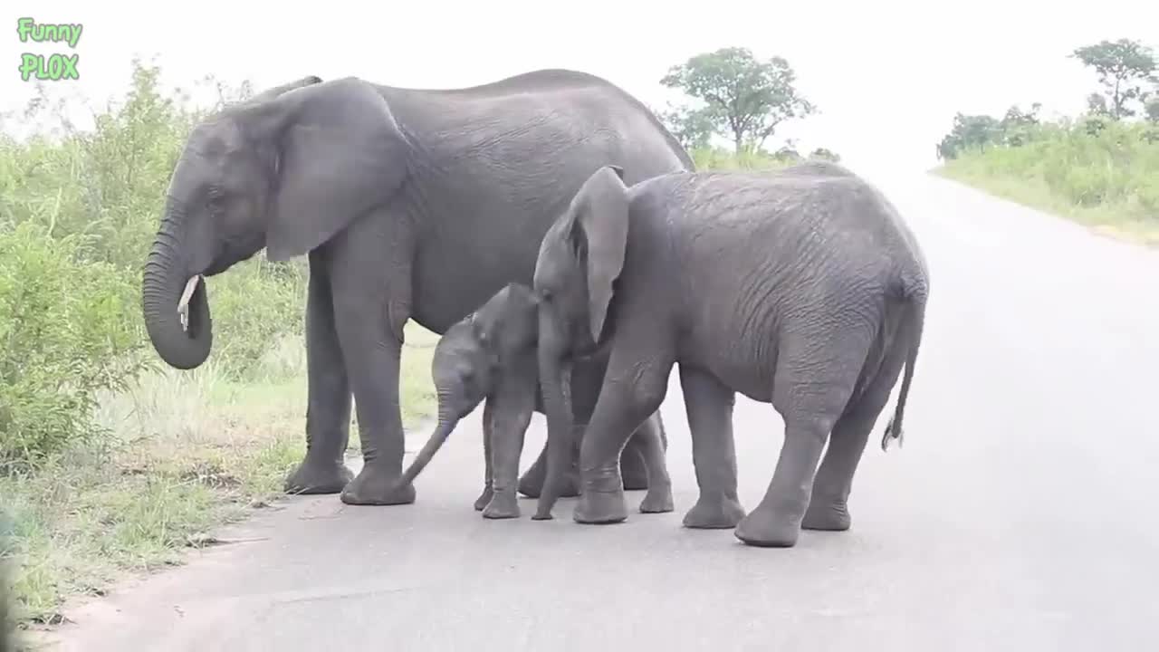 Most Funny and Cute Baby Elephant Videos Compilation