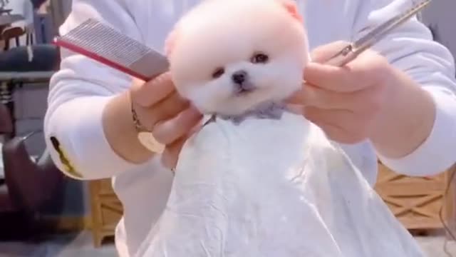 What a cute dog #pet #fyp #dog #puppy #foryou