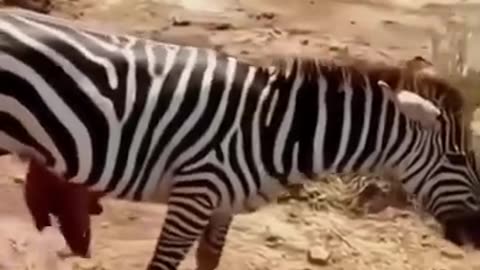 Final few minutes of a Zebra