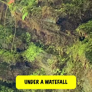 WATER DROPLETS AND MOSS