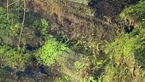 WATER DROPLETS AND MOSS