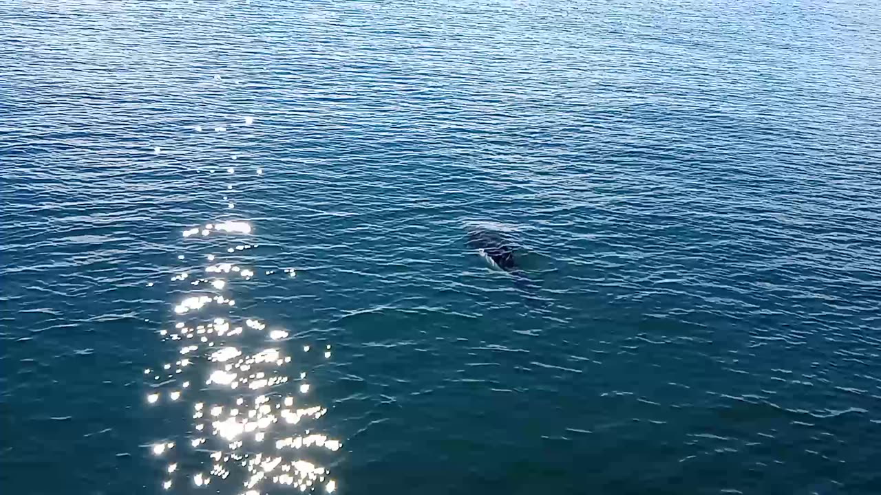 Dalls Porpoises playing in the bow wake with Acton Jackson the dog barking directions.