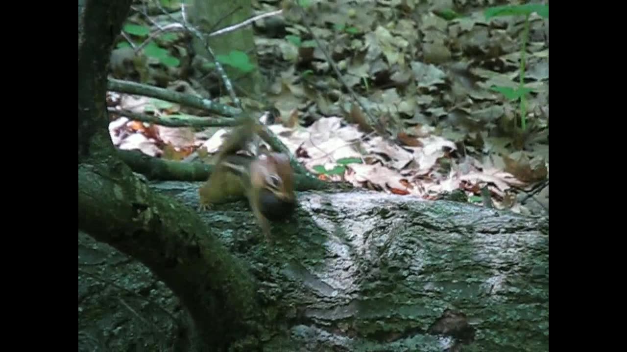 A Busy Chipmunk