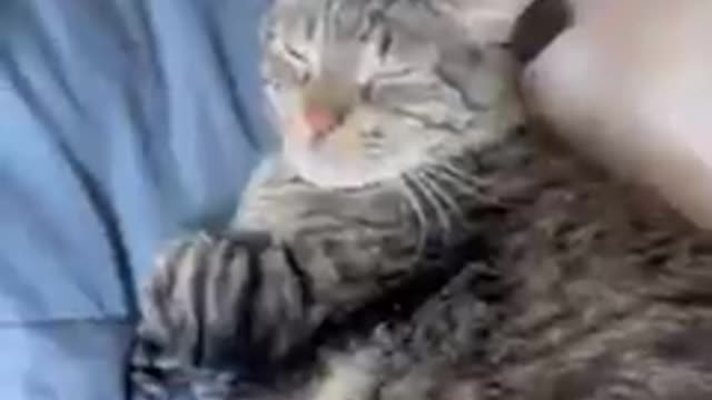 My cats a big problem