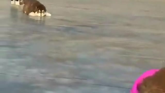 Baby Alaskan Malamute Puppies Running😍Funny And Cute Puppies Compilation